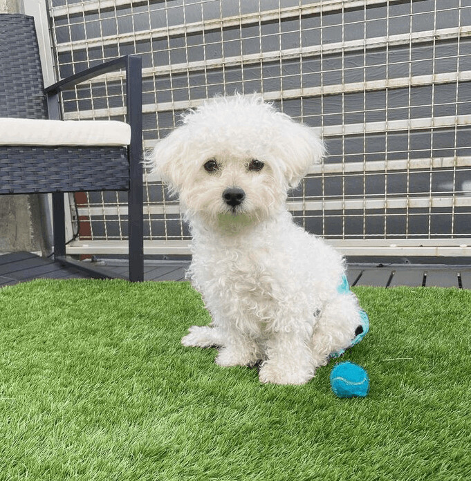 Maltipoo shelter sales