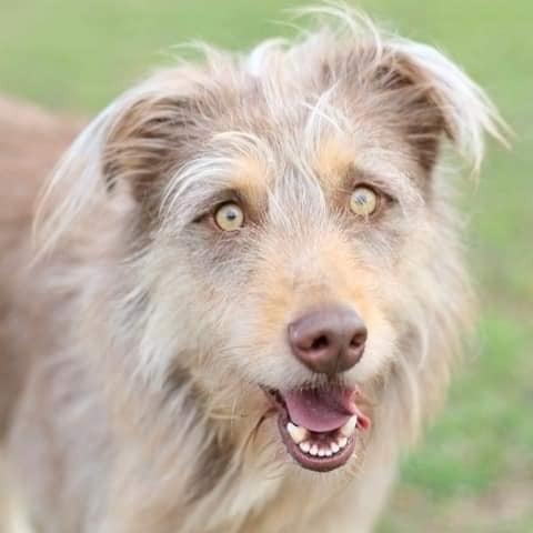 Chumley, an adoptable Otterhound Mix in Wilmington, NC_image-1
