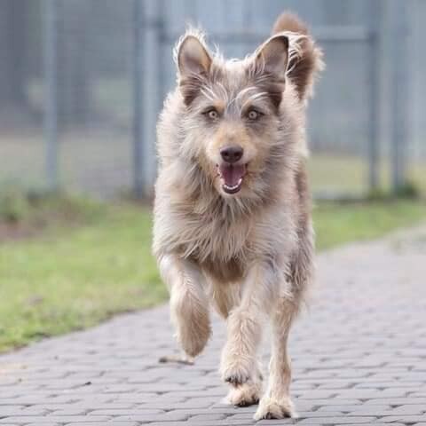Chumley, an adoptable Otterhound Mix in Wilmington, NC_image-3