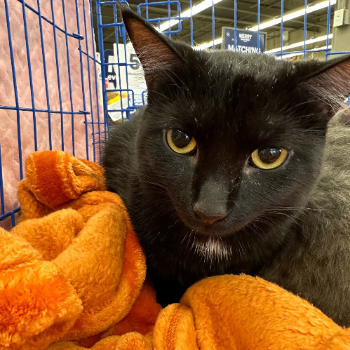 Cat for adoption - Ramsey, a Domestic Short Hair in Maineville, OH ...