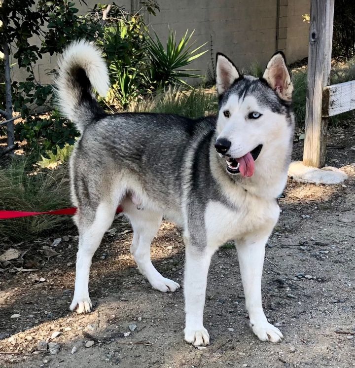 German shepherd husky mix puppies best sale for adoption