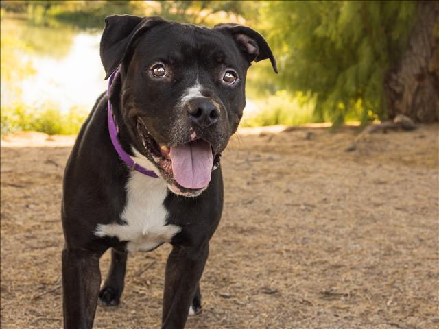 IZZY*, an adoptable Pit Bull Terrier in Tucson, AZ, 85745 | Photo Image 1