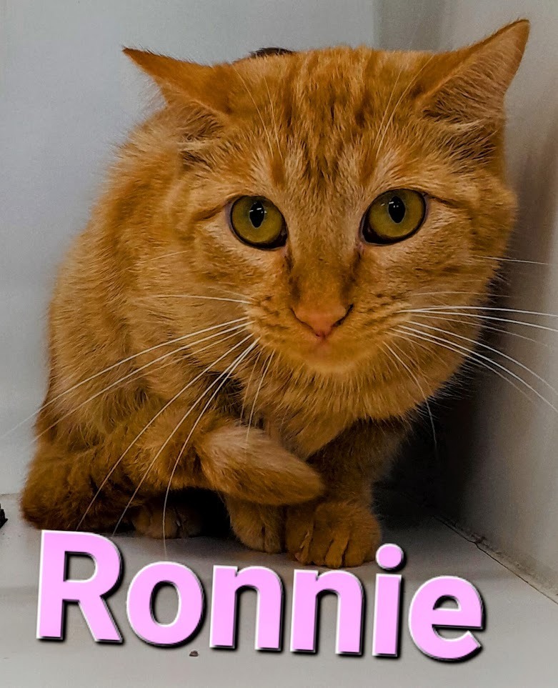 Ronnie, an adoptable Domestic Short Hair in Sapulpa, OK, 74066 | Photo Image 1