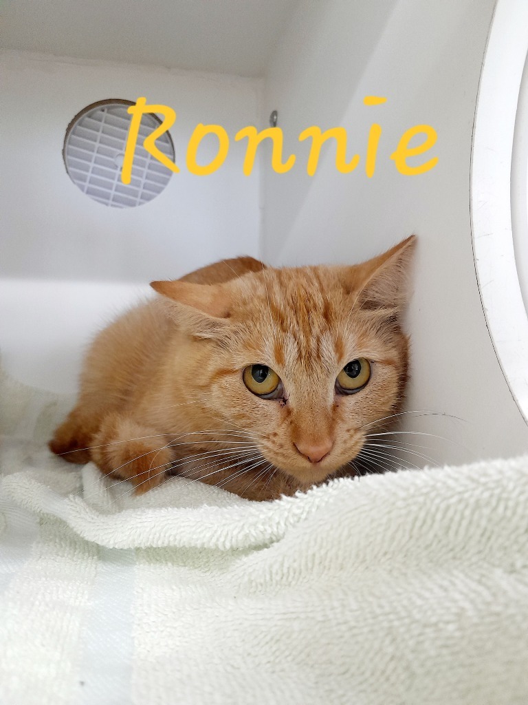 Ronnie, an adoptable Domestic Short Hair in Sapulpa, OK, 74066 | Photo Image 2