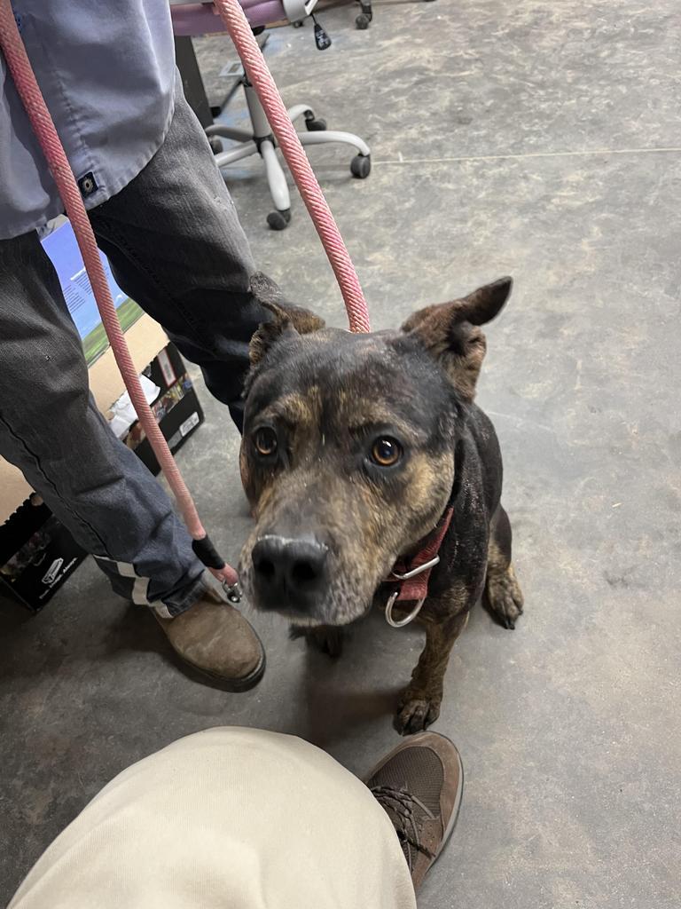 H155, an adoptable Cattle Dog in Mullins, SC, 29574 | Photo Image 2