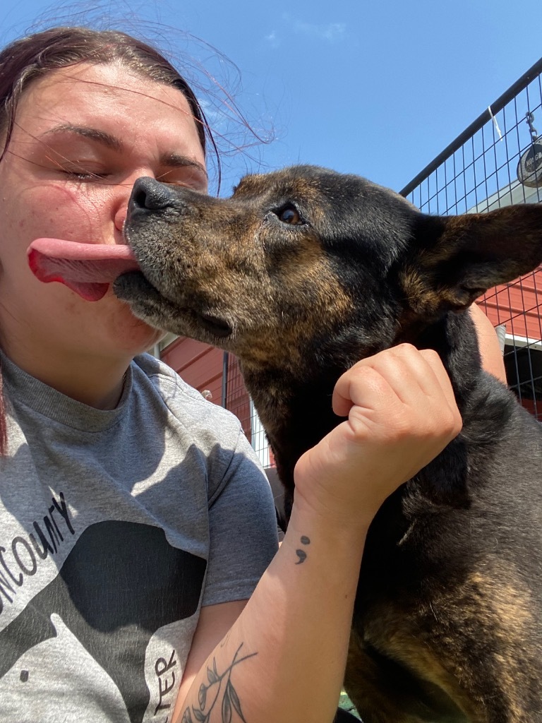 H155, an adoptable Cattle Dog in Mullins, SC, 29574 | Photo Image 4