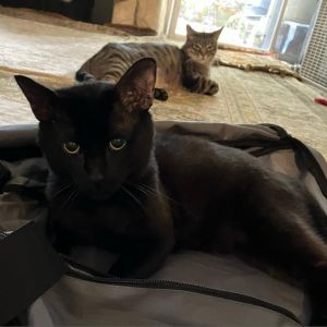 Eminem Domestic Short Hair Cat