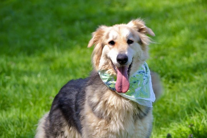 Lars, an adopted Shepherd & Great Pyrenees Mix in Sevierville, TN_image-3