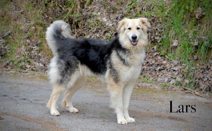 Lars, an adopted Shepherd & Great Pyrenees Mix in Sevierville, TN_image-1