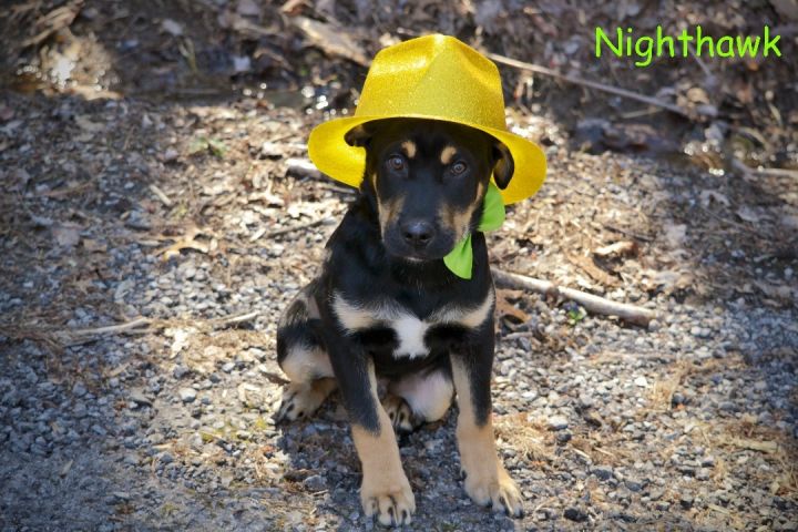 Nighthawk, an adopted Hound Mix in Sevierville, TN_image-4