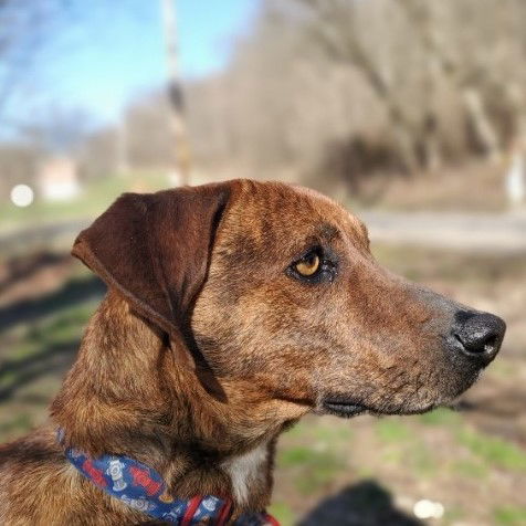 Carlos - Sponsored, an adoptable Mountain Cur in Woodsfield, OH, 43793 | Photo Image 1