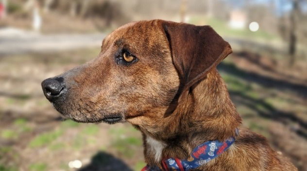 Carlos - Sponsored, an adoptable Mountain Cur in Woodsfield, OH, 43793 | Photo Image 2