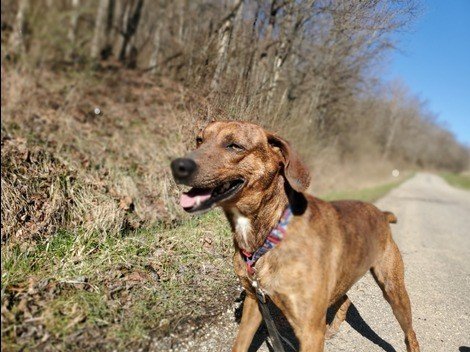 Carlos, an adoptable Mountain Cur in Woodsfield, OH, 43793 | Photo Image 3