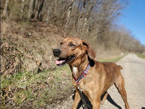 Carlos - Sponsored, an adoptable Mountain Cur in Woodsfield, OH, 43793 | Photo Image 3