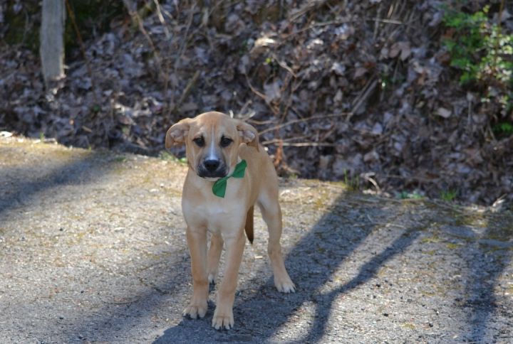 Dragon, an adoptable Hound Mix in Sevierville, TN_image-3
