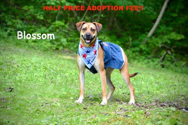 Blossom, an adoptable Black Mouth Cur in Sevierville, TN_image-1