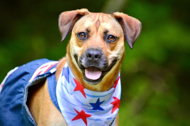 Blossom, an adoptable Black Mouth Cur in Sevierville, TN_image-2