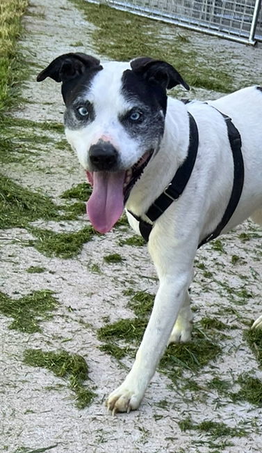 Lokie*, an adoptable Husky in Columbia, TN, 38401 | Photo Image 1
