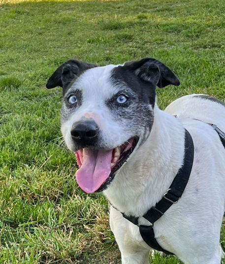 Lokie*, an adoptable Husky in Columbia, TN, 38401 | Photo Image 2
