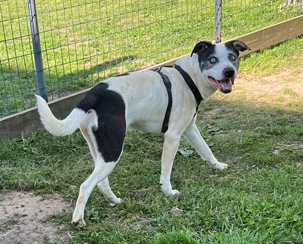 Lokie*, an adoptable Husky in Columbia, TN, 38401 | Photo Image 3