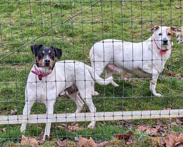 Dog for adoption - Indigo, a Jack Russell Terrier in Yakima, WA | Petfinder