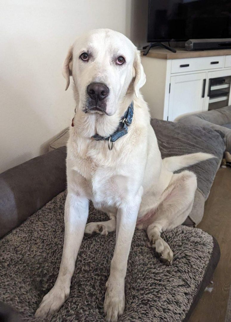 Beau, an adoptable Great Pyrenees, Akbash in Sacramento, CA, 95842 | Photo Image 1