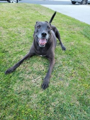 Dogs for Adoption Near San Luis Obispo, CA | Petfinder