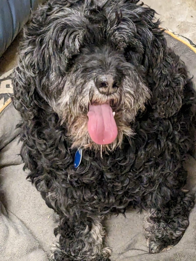 Blarney & Jammy, an adoptable Beagle, Cockapoo in Tipp City, OH, 45371 | Photo Image 3