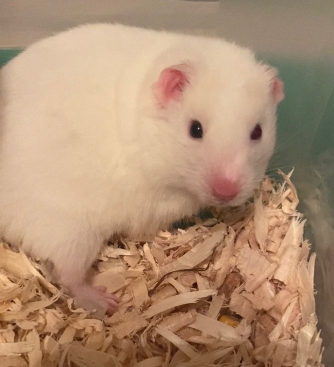 Pet of the week: The Syrian hamster, The Independent
