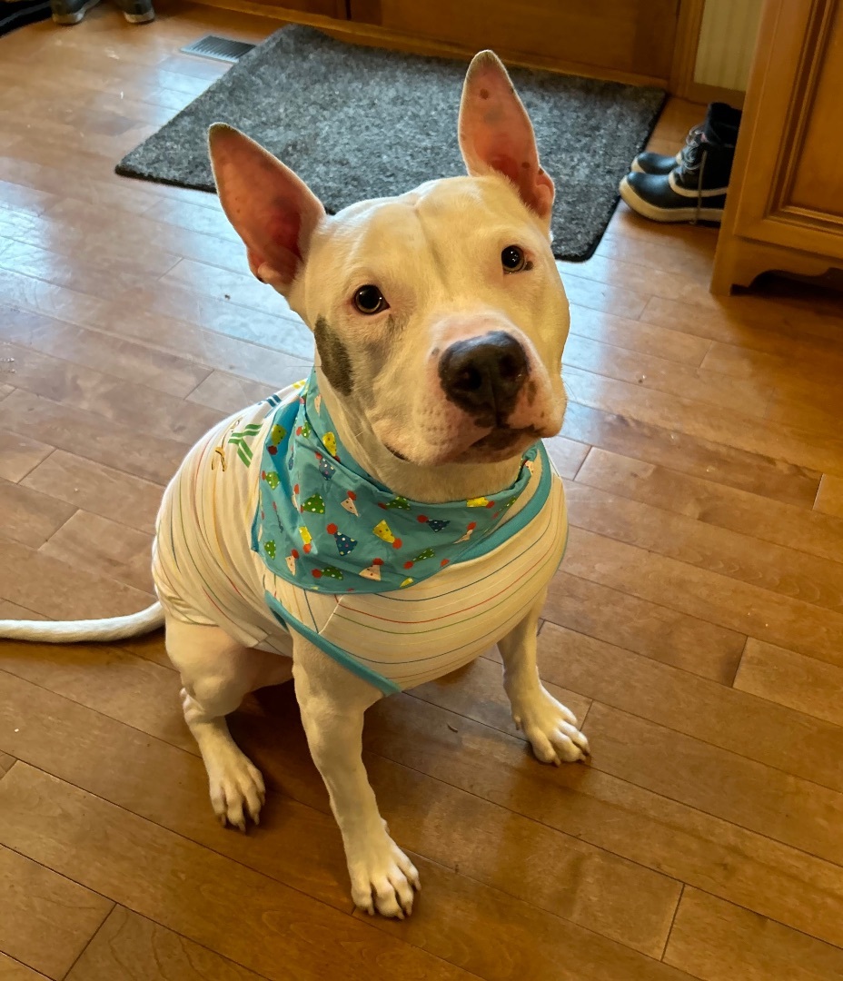 Bentley- southern boy searching for true love, an adoptable Pit Bull Terrier in Ferndale, WA, 98248 | Photo Image 1