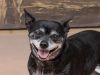 Max - Adopt Me! photo 1