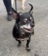Max - Adopt Me! photo 2