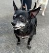 Max - Adopt Me! photo 3