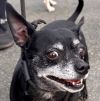 Max - Adopt Me! photo 4