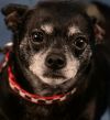 Max - Adopt Me! photo 5