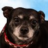 Max - Adopt Me! photo 6