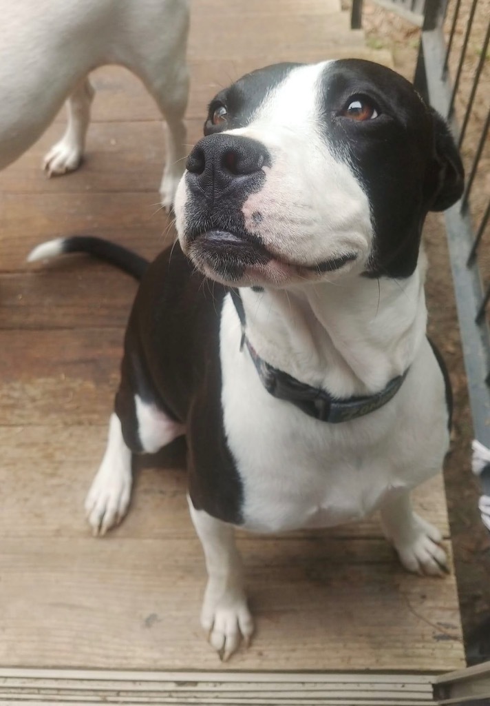 Milo, an adoptable Beagle, Bull Terrier in Waynesville, GA, 31566 | Photo Image 1