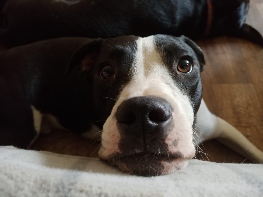 Milo, an adoptable Beagle, Bull Terrier in Waynesville, GA, 31566 | Photo Image 3