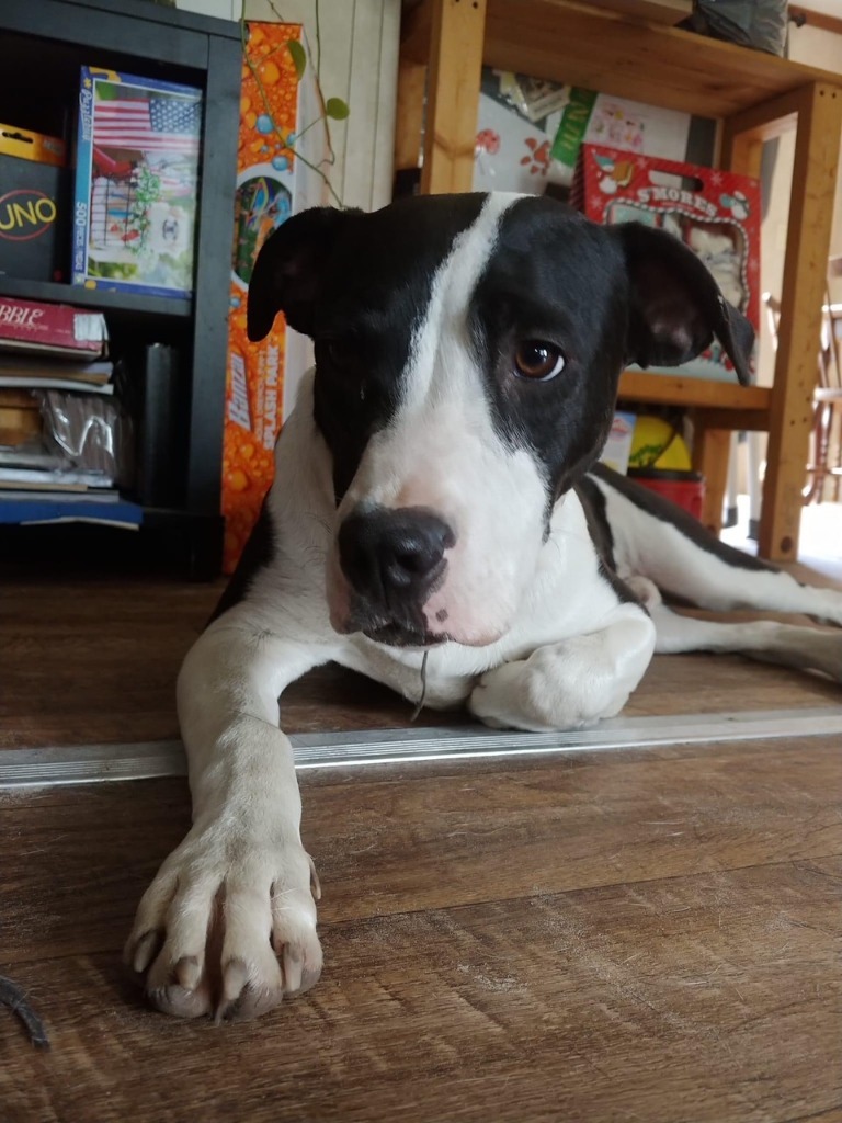 Milo, an adoptable Beagle, Bull Terrier in Waynesville, GA, 31566 | Photo Image 4