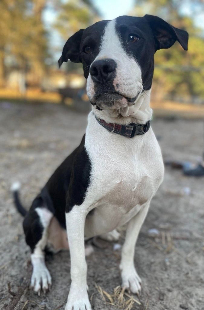 Milo, an adoptable Beagle, Bull Terrier in Waynesville, GA, 31566 | Photo Image 5