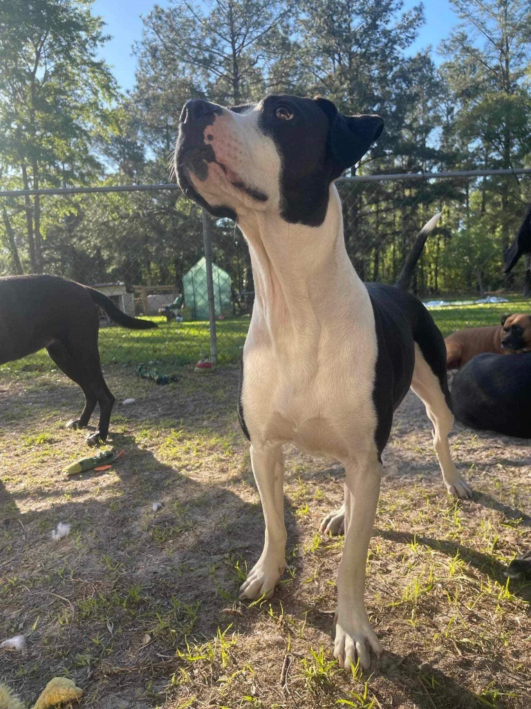 Milo, an adoptable Beagle, Bull Terrier in Waynesville, GA, 31566 | Photo Image 6