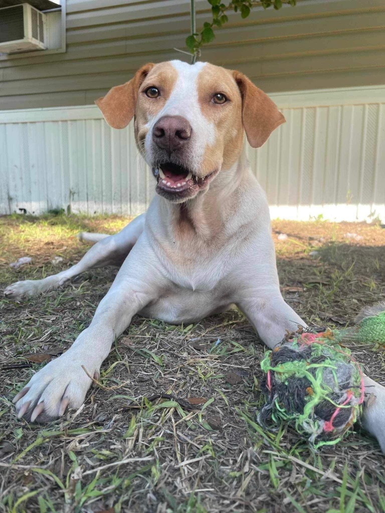Karot, an adoptable Hound in Waynesville, GA, 31566 | Photo Image 1