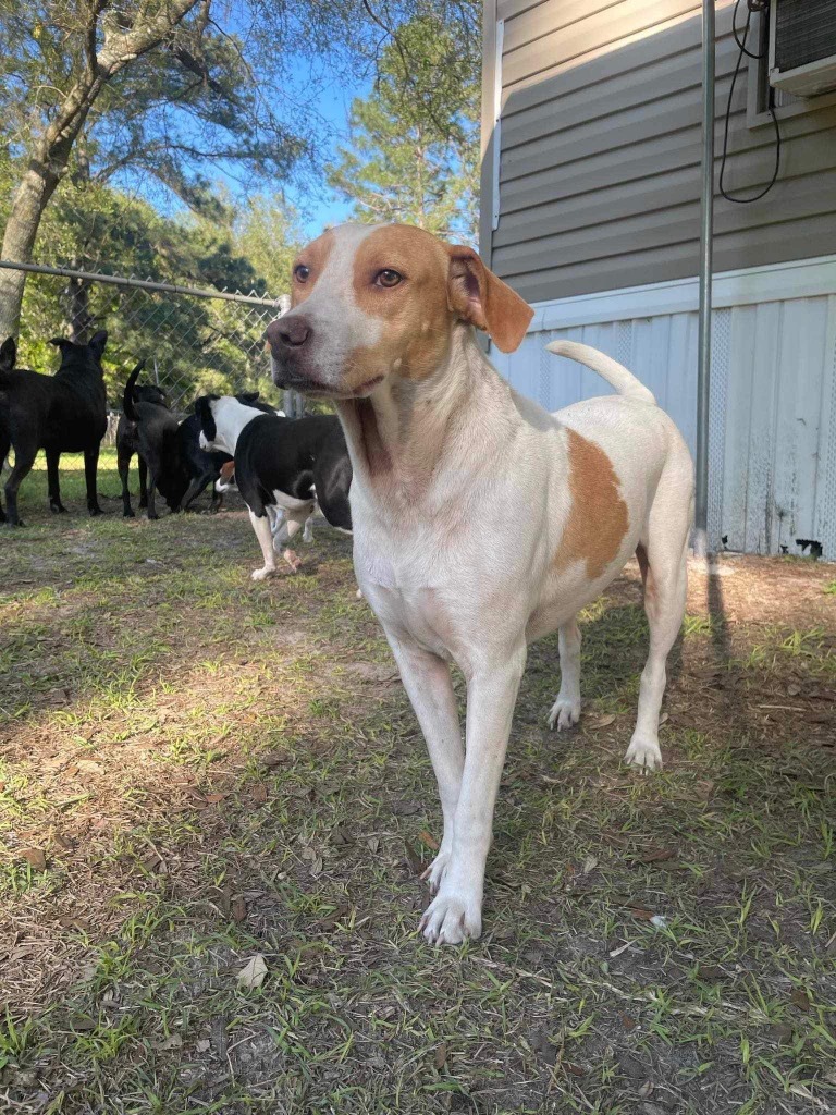 Karot, an adoptable Hound in Waynesville, GA, 31566 | Photo Image 5