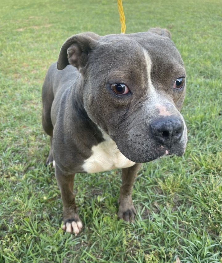 Adontis, an adoptable Pit Bull Terrier in Troy, AL_image-2