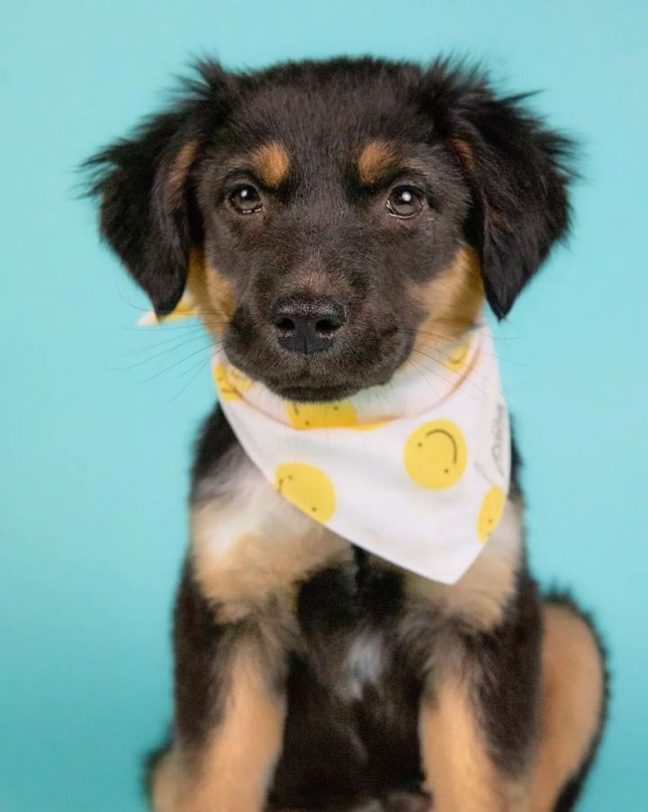 Tommy, an adopted Australian Shepherd Mix in Cypress, TX_image-4
