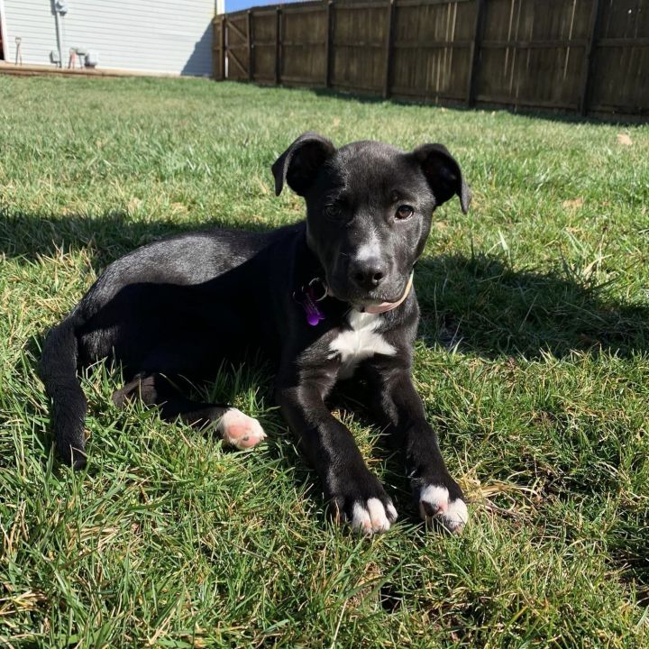 Sadie, an adoptable Black Labrador Retriever Mix in Springfield, MO_image-3