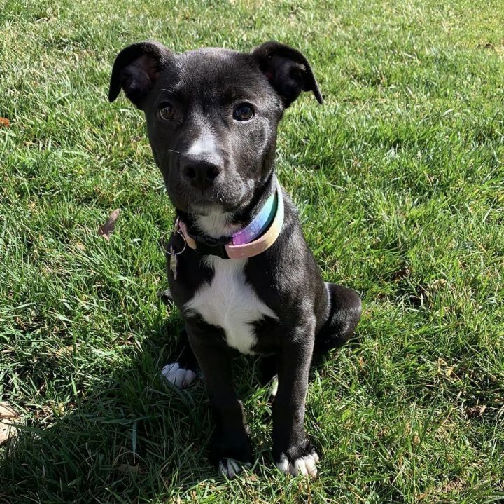 Sadie, an adoptable Black Labrador Retriever Mix in Springfield, MO_image-1