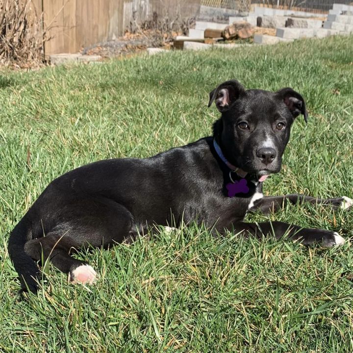 Sadie, an adopted Black Labrador Retriever Mix in Springfield, MO_image-5