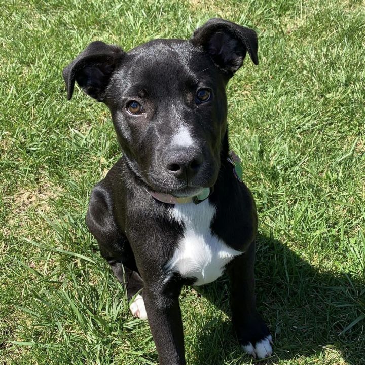 Sadie 5