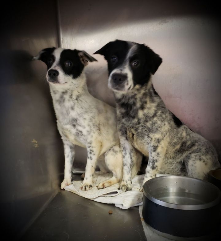 dachshund collie mix puppies